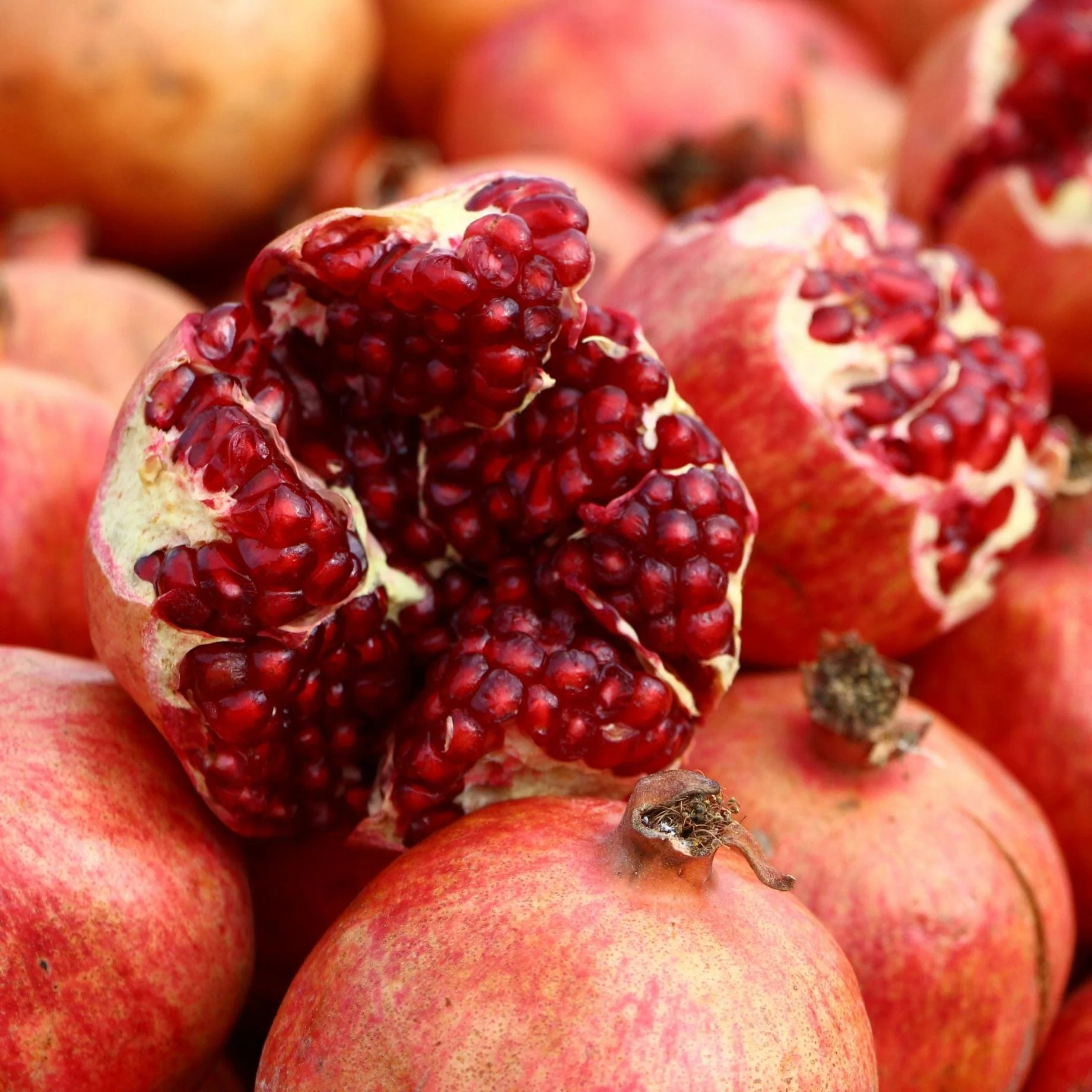 'Provence' Pomegranate Bush - Image 4