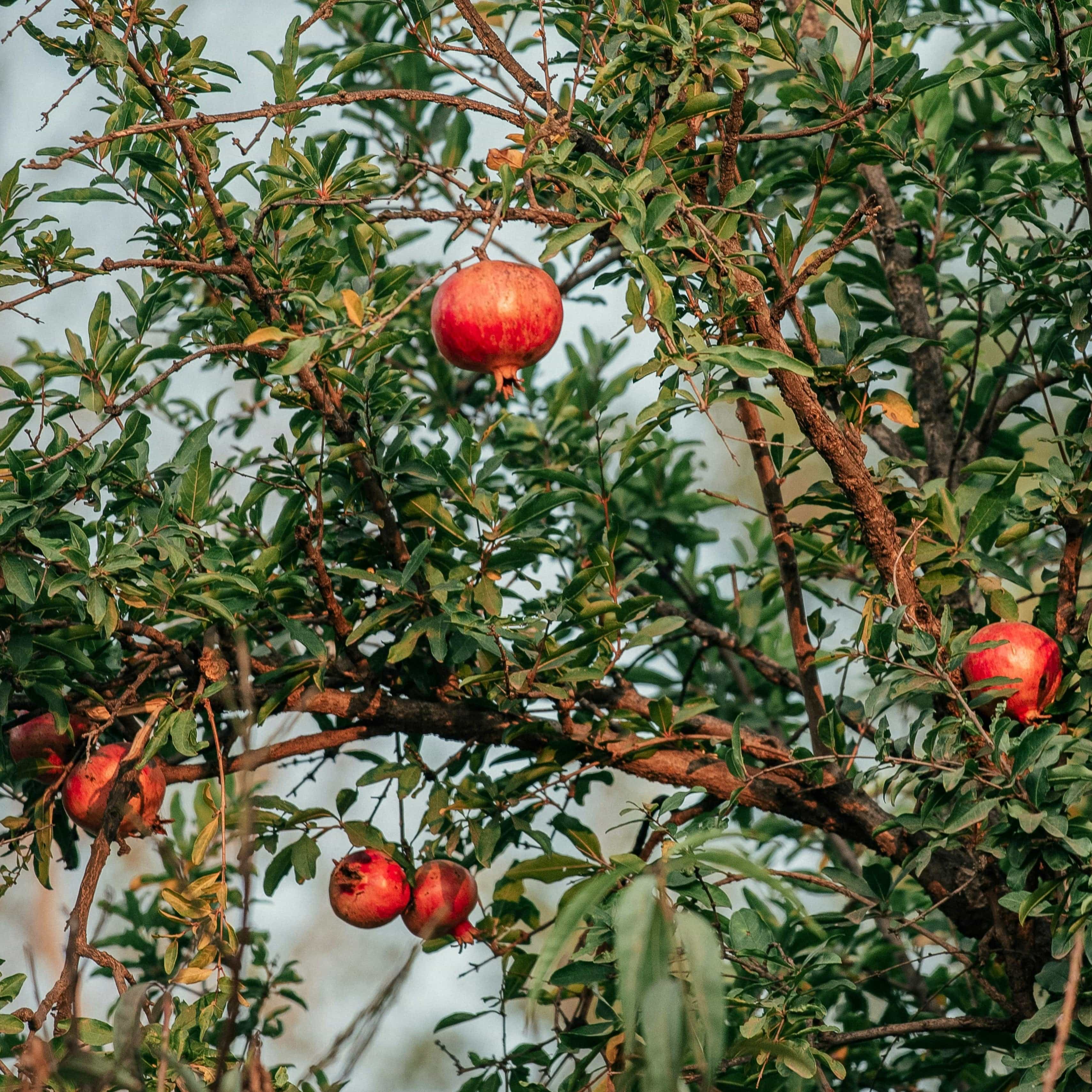 'Provence' Pomegranate Bush - Image 5