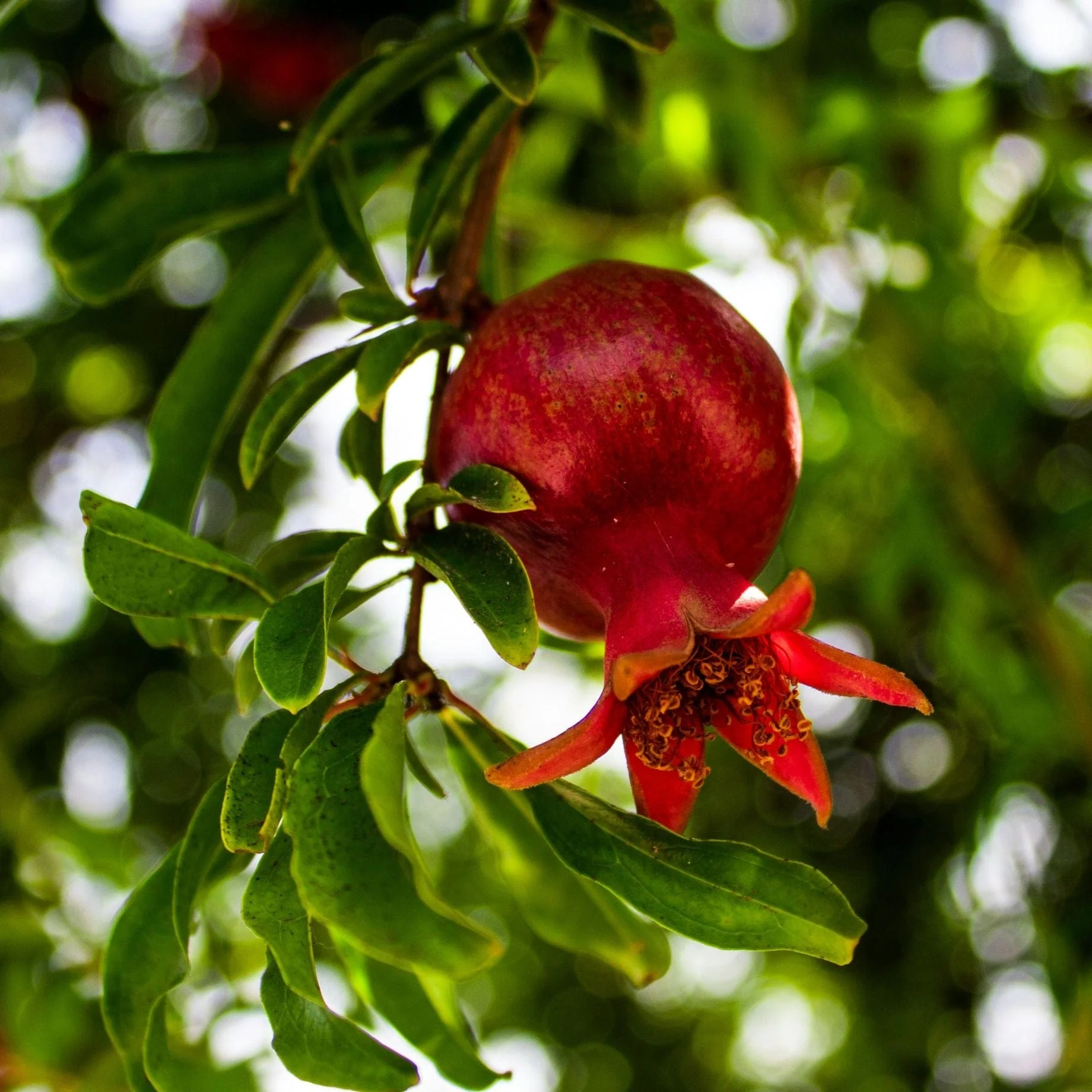 'Provence' Pomegranate Bush - Image 6