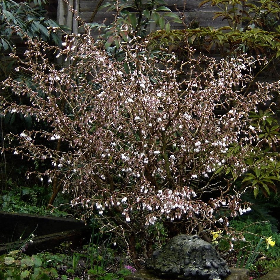 Dwarf Fuji Cherry Blossom Tree | Prunus incisa 'Kojo-no-mai' - Image 4