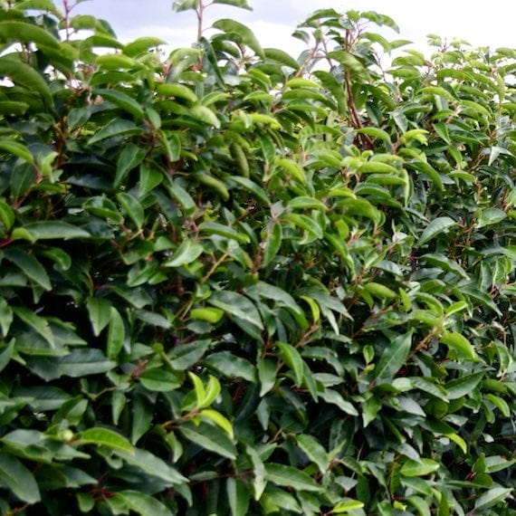 Prunus lusitanica 'Angustifolia' - Image 10