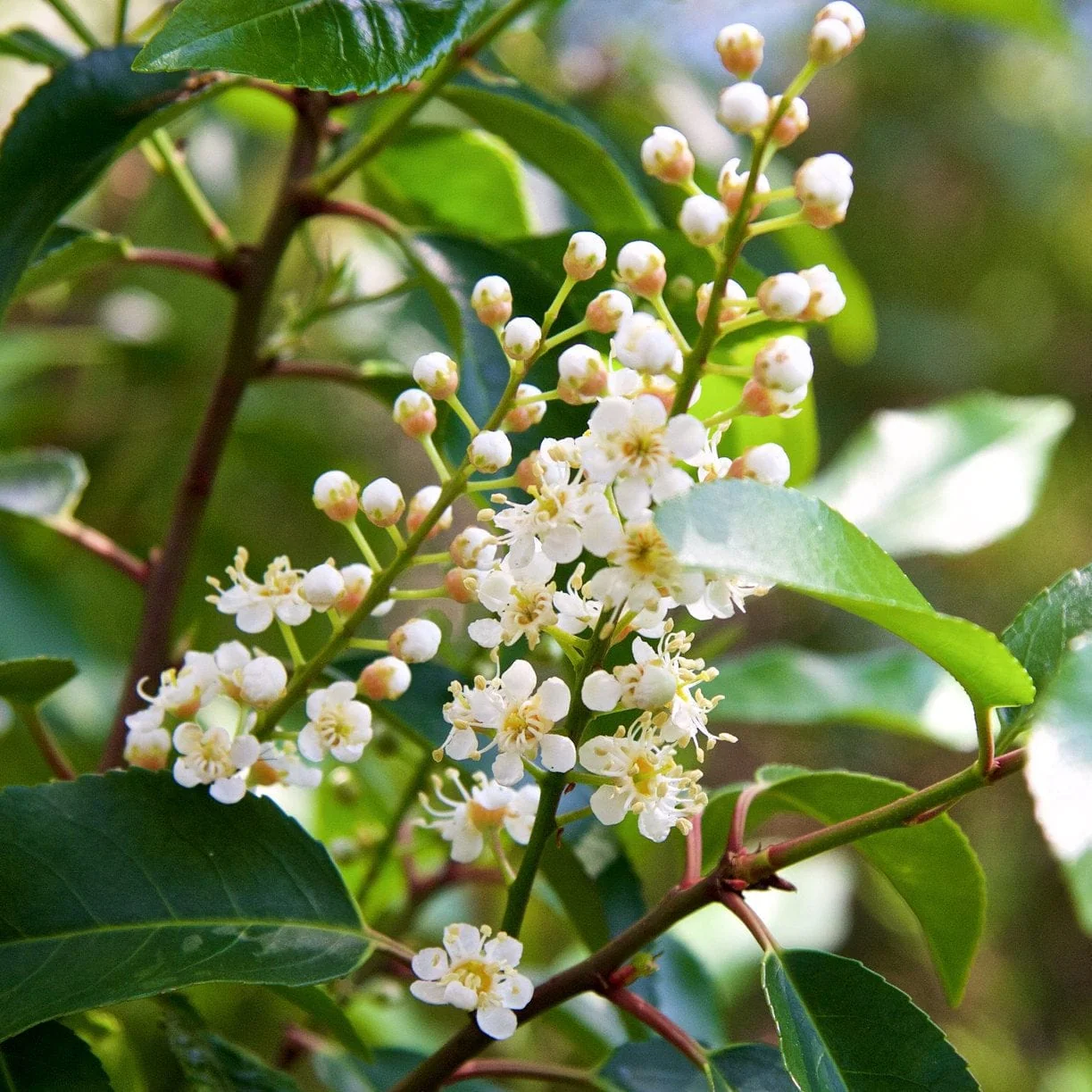 Prunus lusitanica 'Angustifolia' - Image 4