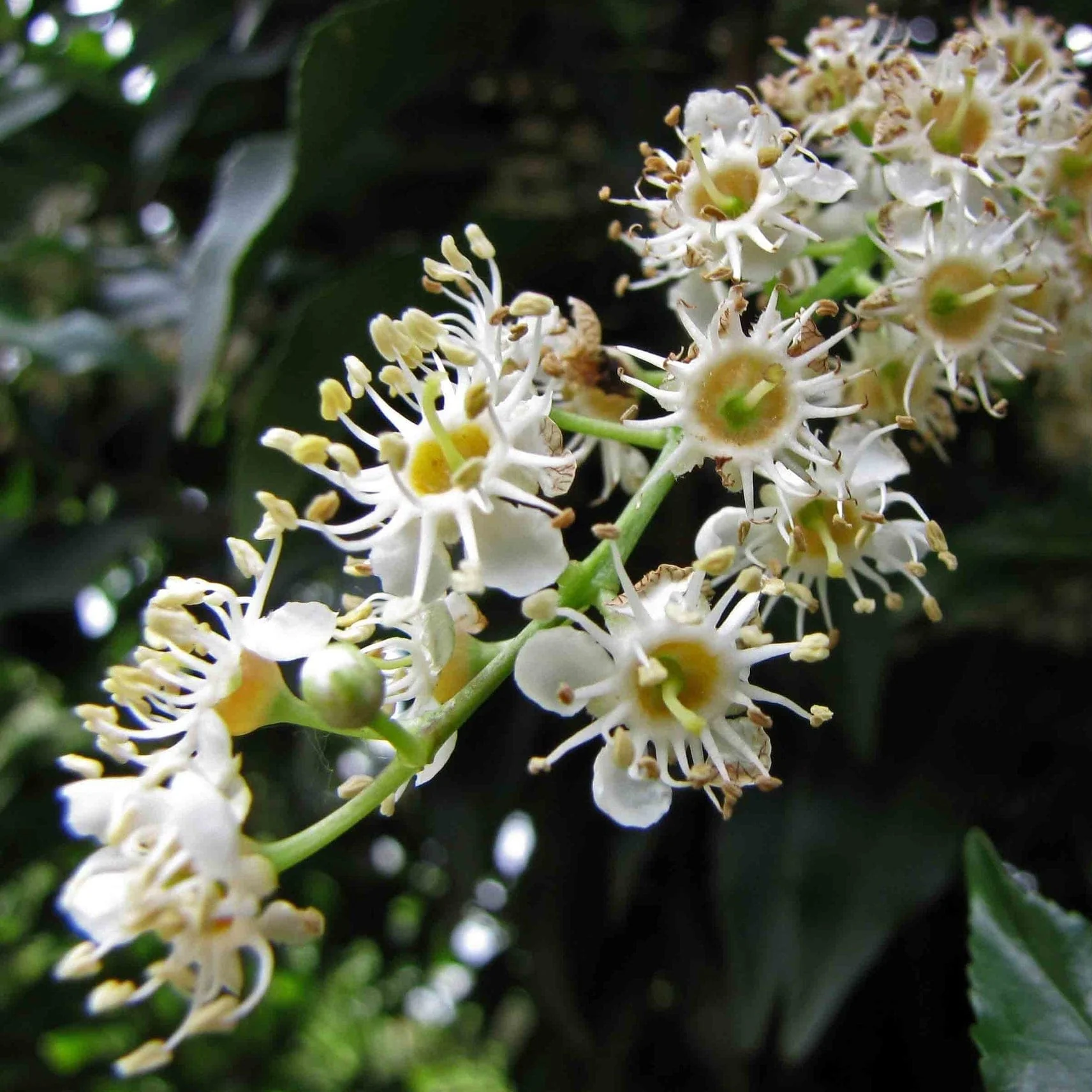 Prunus lusitanica 'Angustifolia' - Image 5