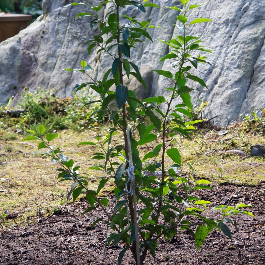 Prunus lusitanica 'Angustifolia' - Image 6