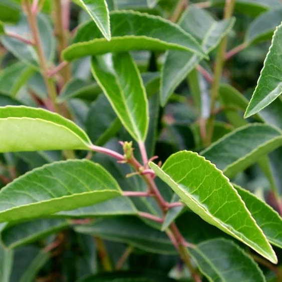Prunus lusitanica 'Angustifolia' - Image 7