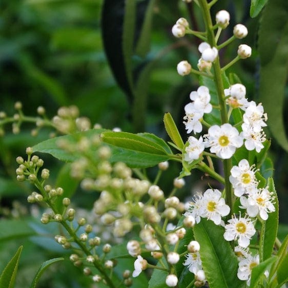 Prunus lusitanica 'Angustifolia' - Image 8