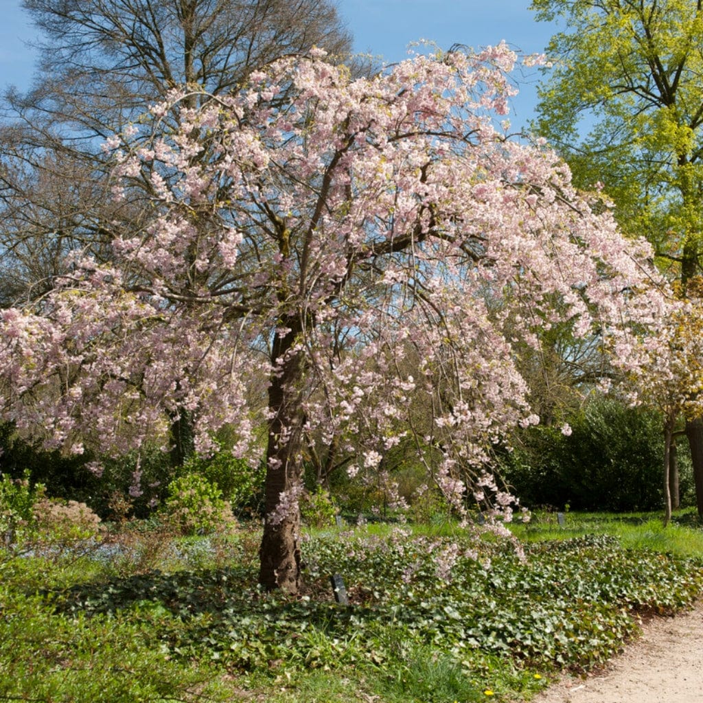 Pink Weeping Flowering Cherry Tree | Prunus subhirtella 'Pendula Rosea'