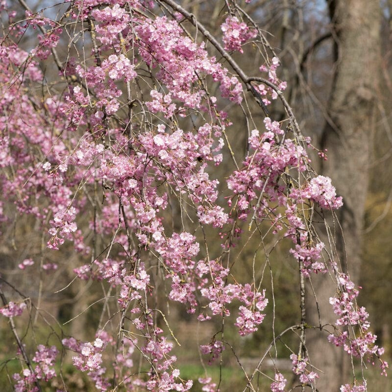 Pink Weeping Flowering Cherry Tree | Prunus subhirtella 'Pendula Rosea' - Image 3