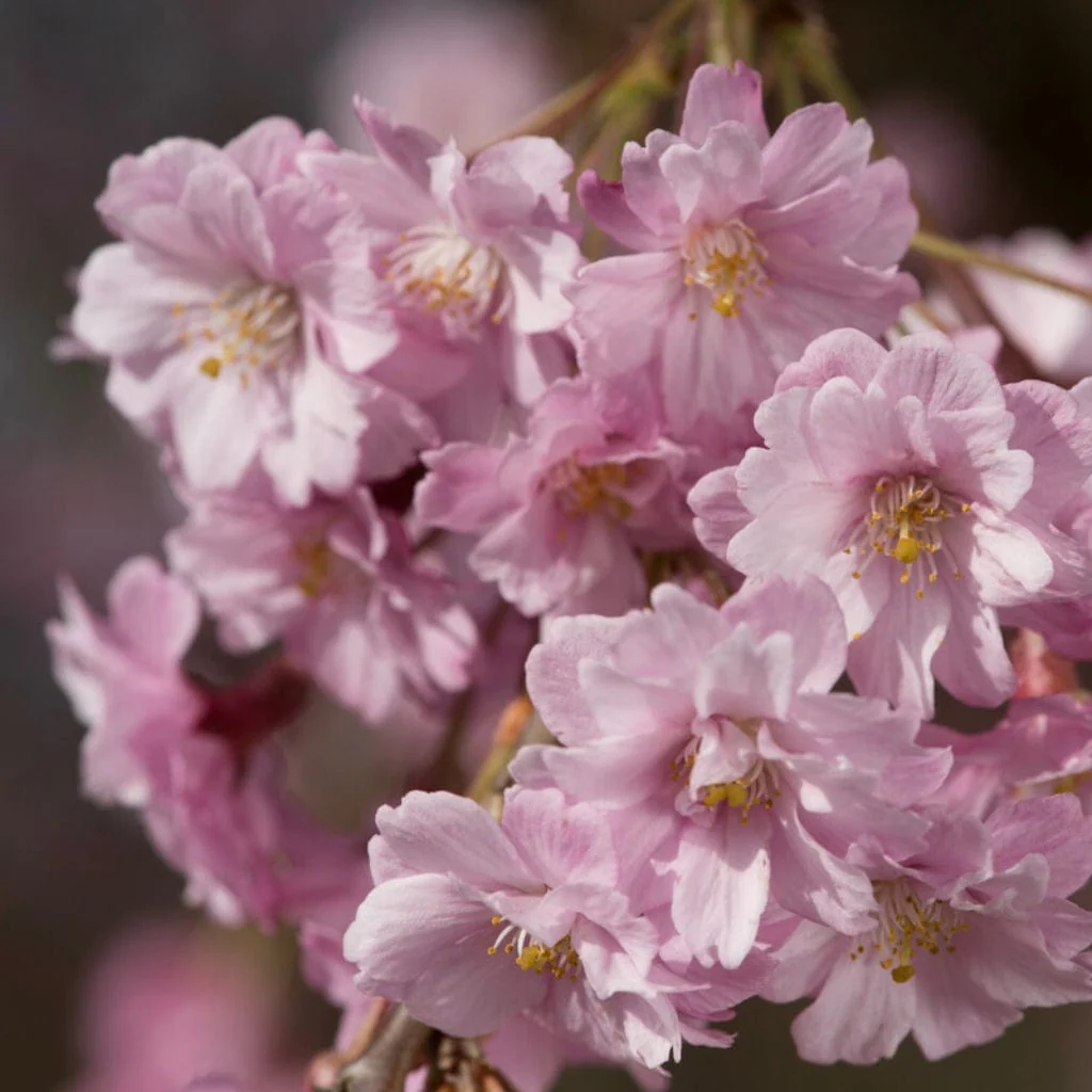 Pink Weeping Flowering Cherry Tree | Prunus subhirtella 'Pendula Rosea' - Image 4