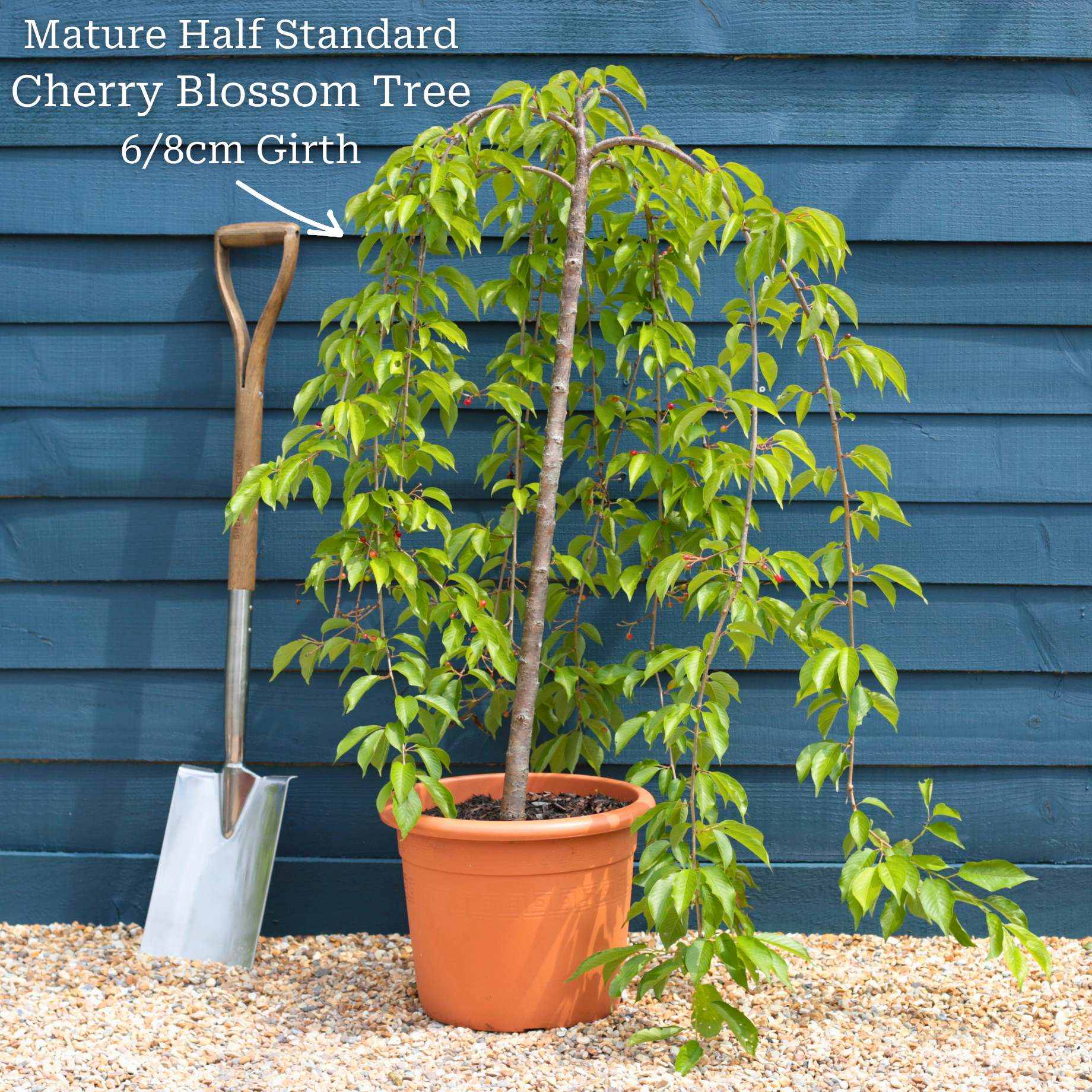 Pink Weeping Flowering Cherry Tree | Prunus subhirtella 'Pendula Rosea' - Image 7