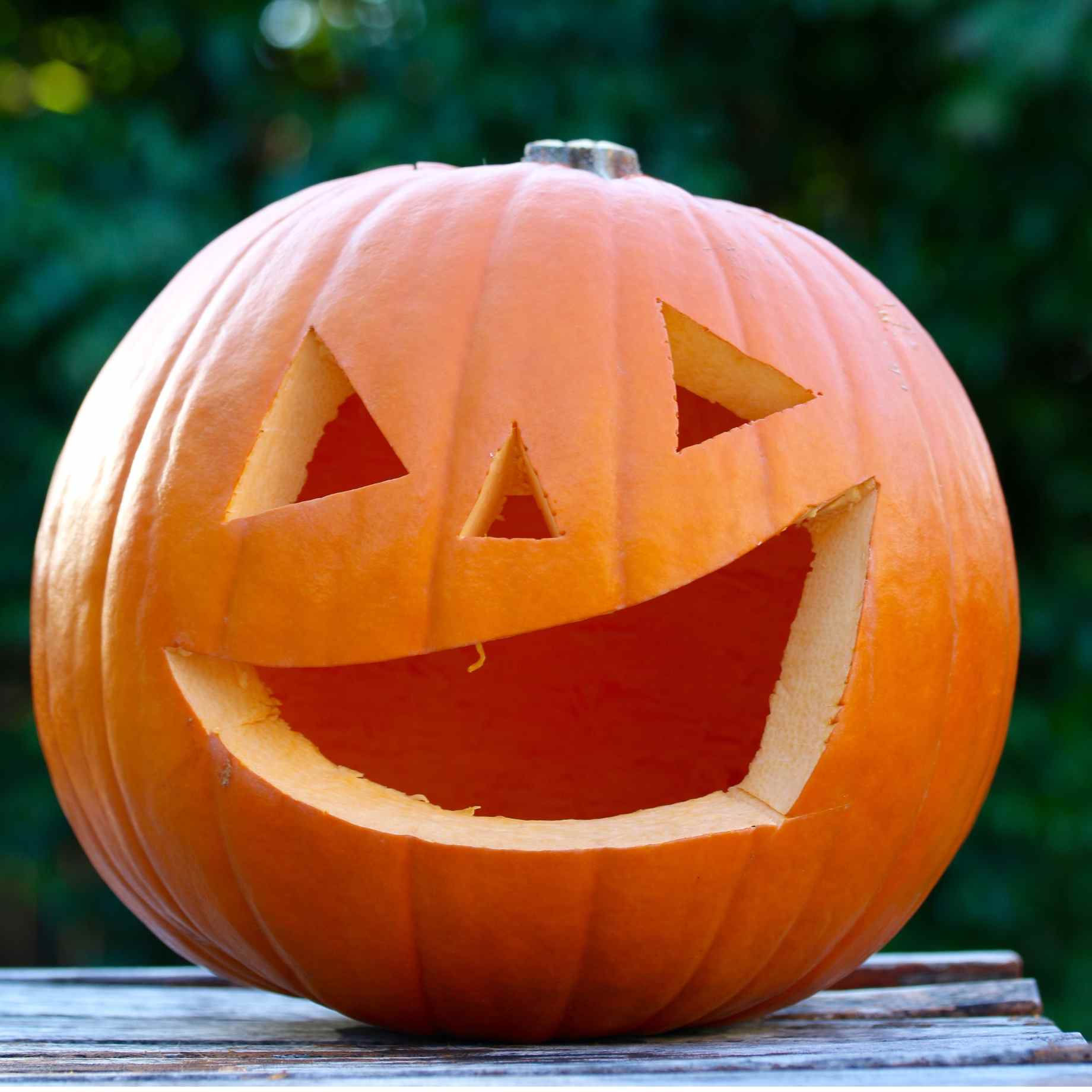 'Jack O'Lantern' Pumpkin Plant - Image 3