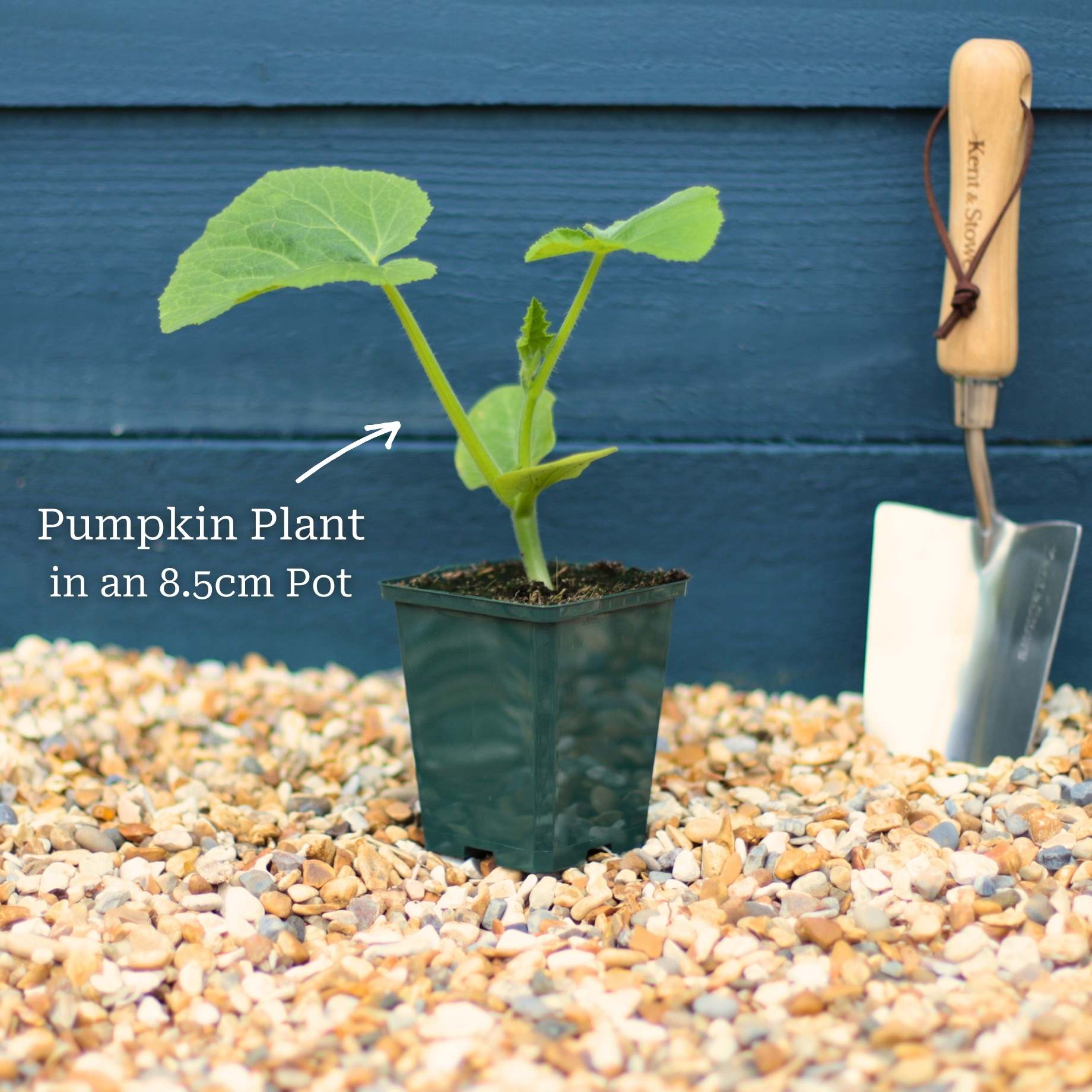 'Jack O'Lantern' Pumpkin Plant - Image 4