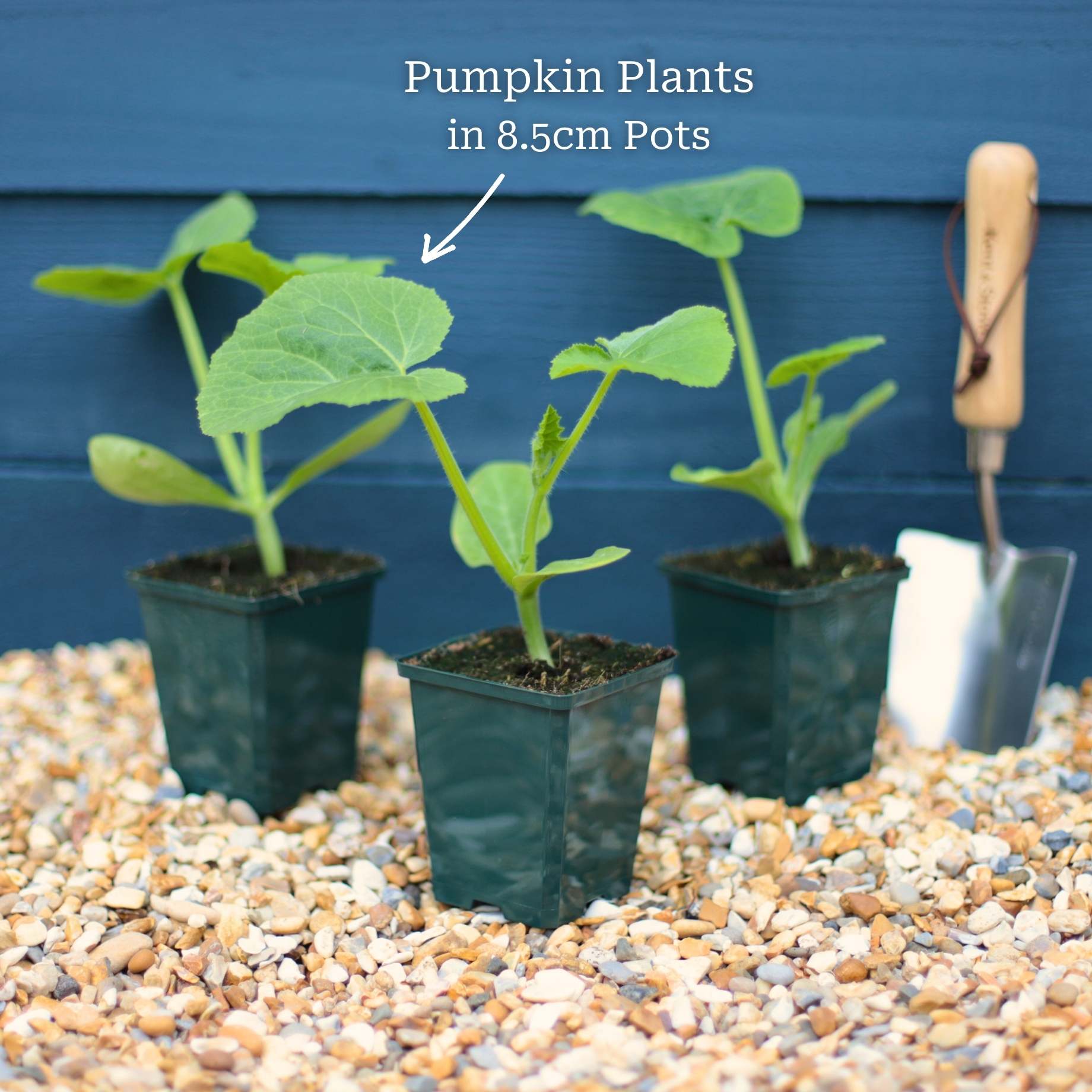 'Jack O'Lantern' Pumpkin Plant - Image 5
