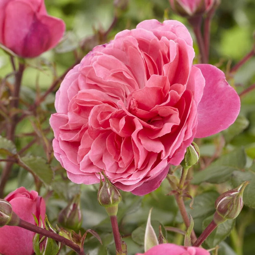 'Pure Poetry' Hybrid Tea Rose - Image 3