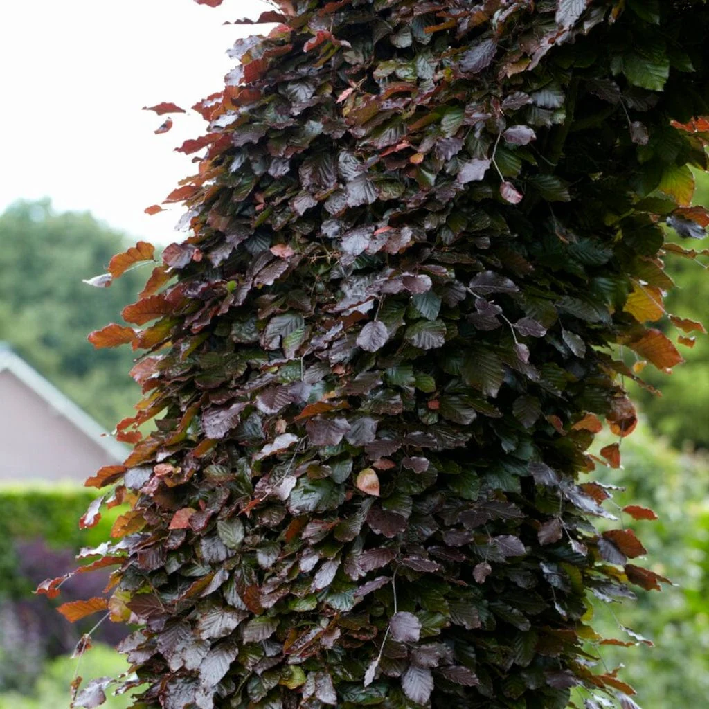 Purple Beech Hedging | Fagus sylvatica 'Purpurea' - Image 2