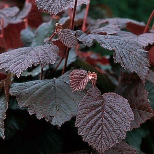 'Purple Filbert' Hazel Tree