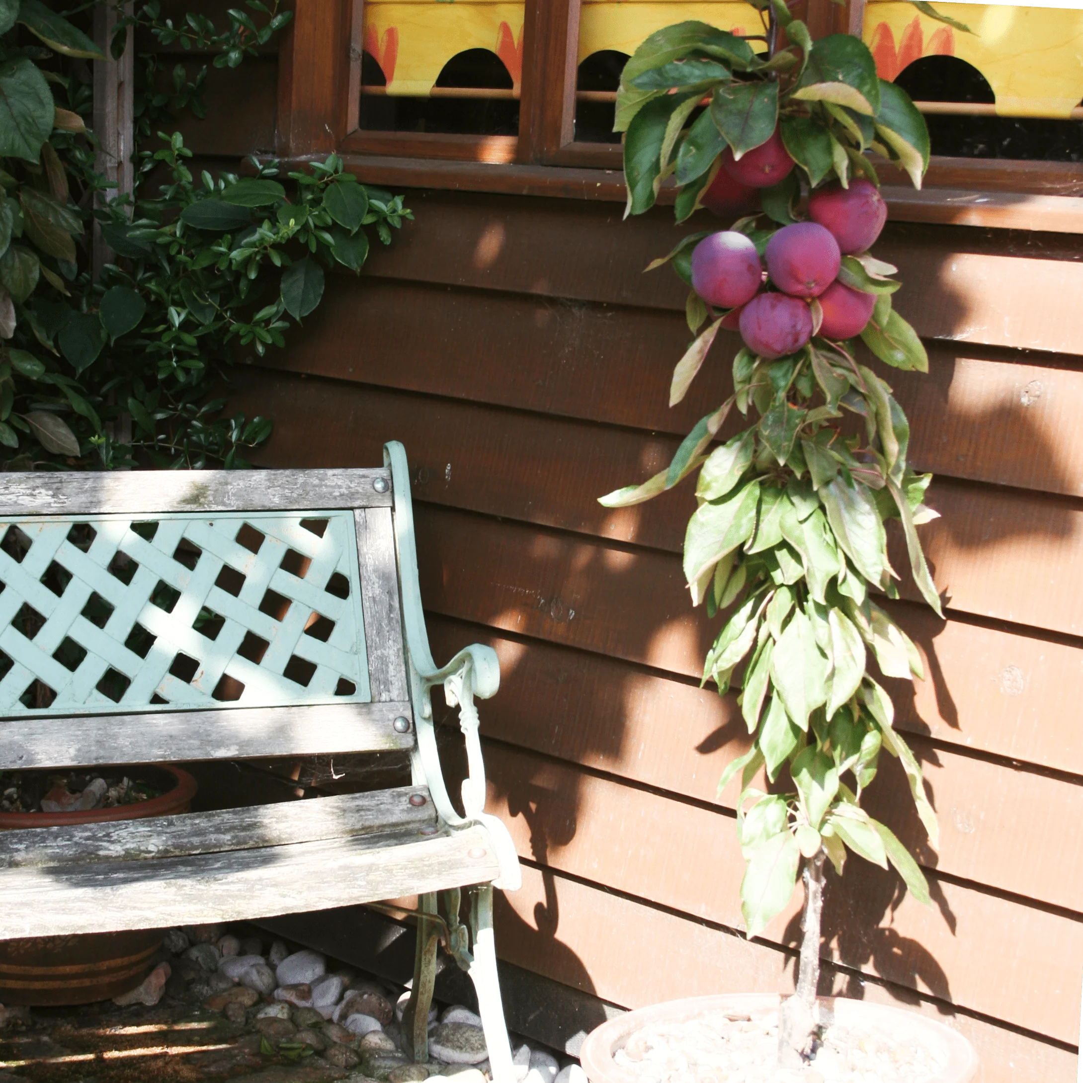 'Purple Haze' Columnar Patio Apple Tree - Image 3