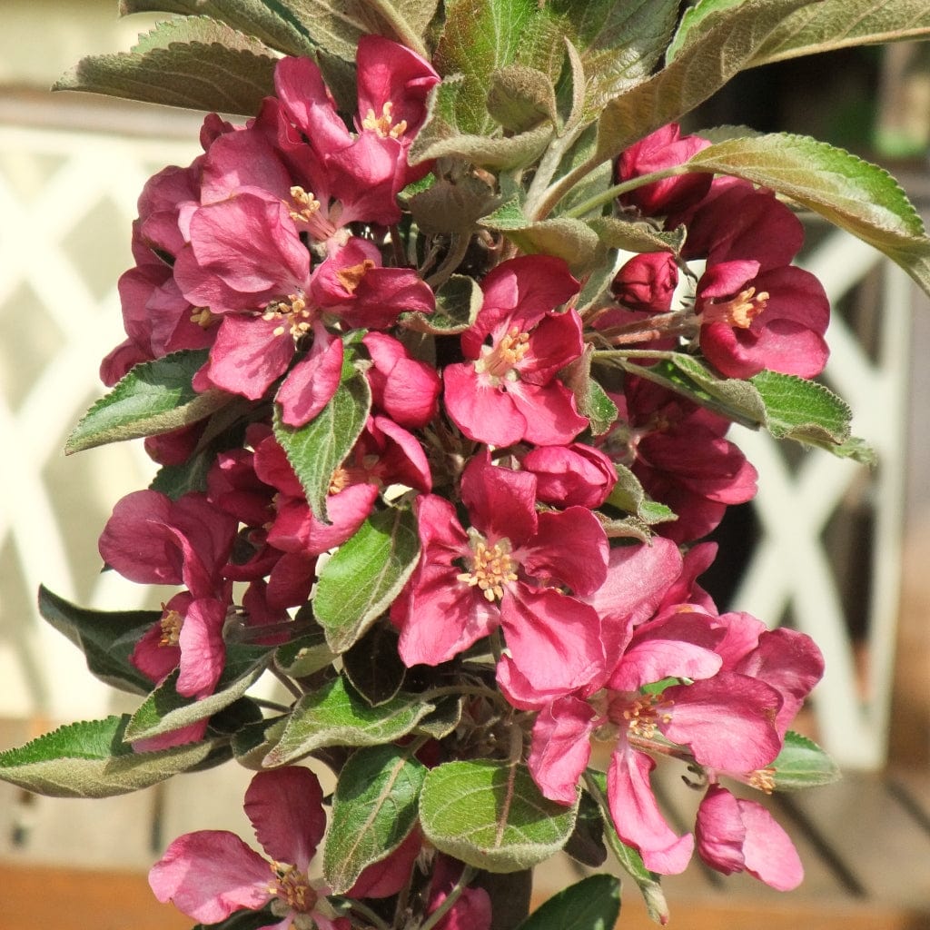 'Purple Haze' Columnar Patio Apple Tree - Image 5