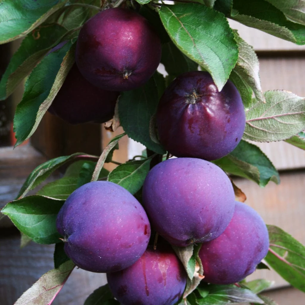 'Purple Haze' Columnar Patio Apple Tree - Image 6