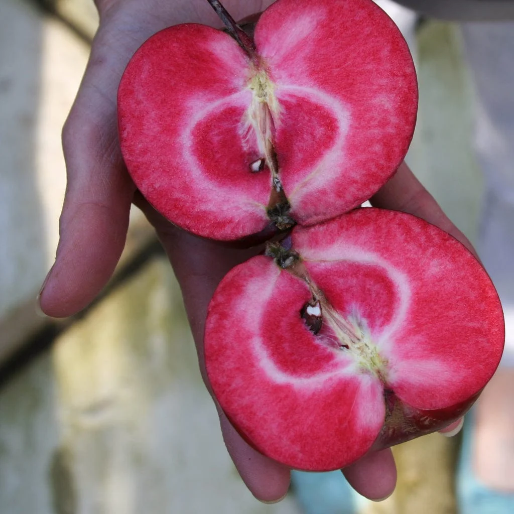 'Purple Haze' Columnar Patio Apple Tree - Image 7