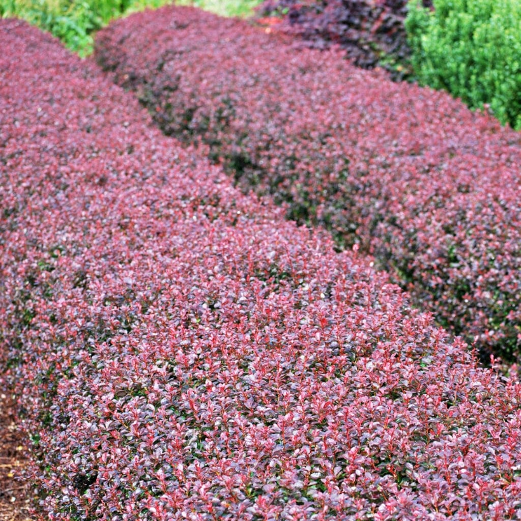 Purple Japanese Barberry Hedging | Berberis thunbergii 'Atropurpurea' - Image 4