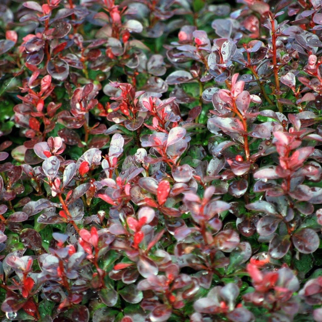 Purple Japanese Barberry Hedging | Berberis thunbergii 'Atropurpurea' - Image 5