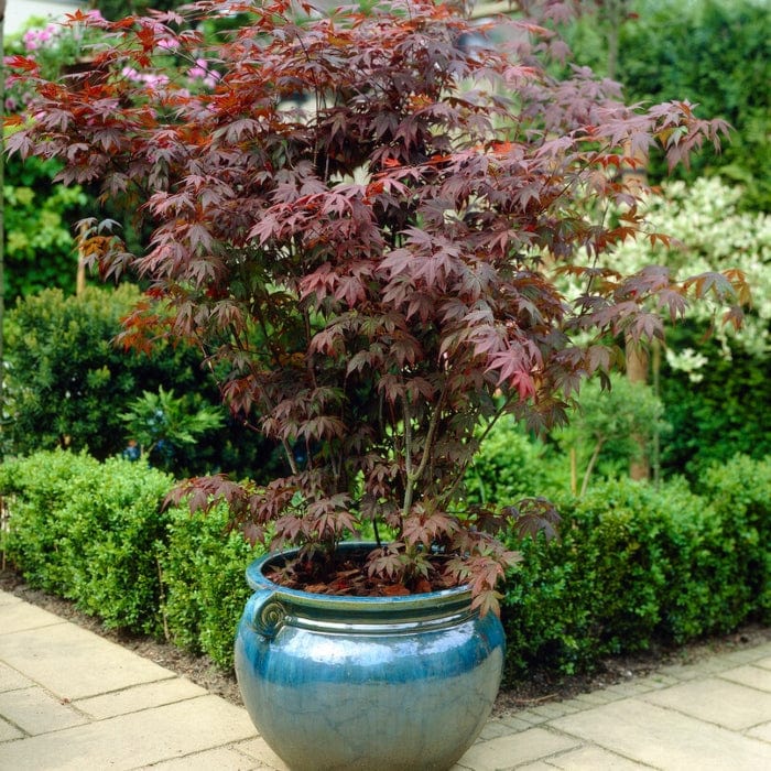 Purple Japanese Maple Tree | Acer palmatum 'Atropurpureum'