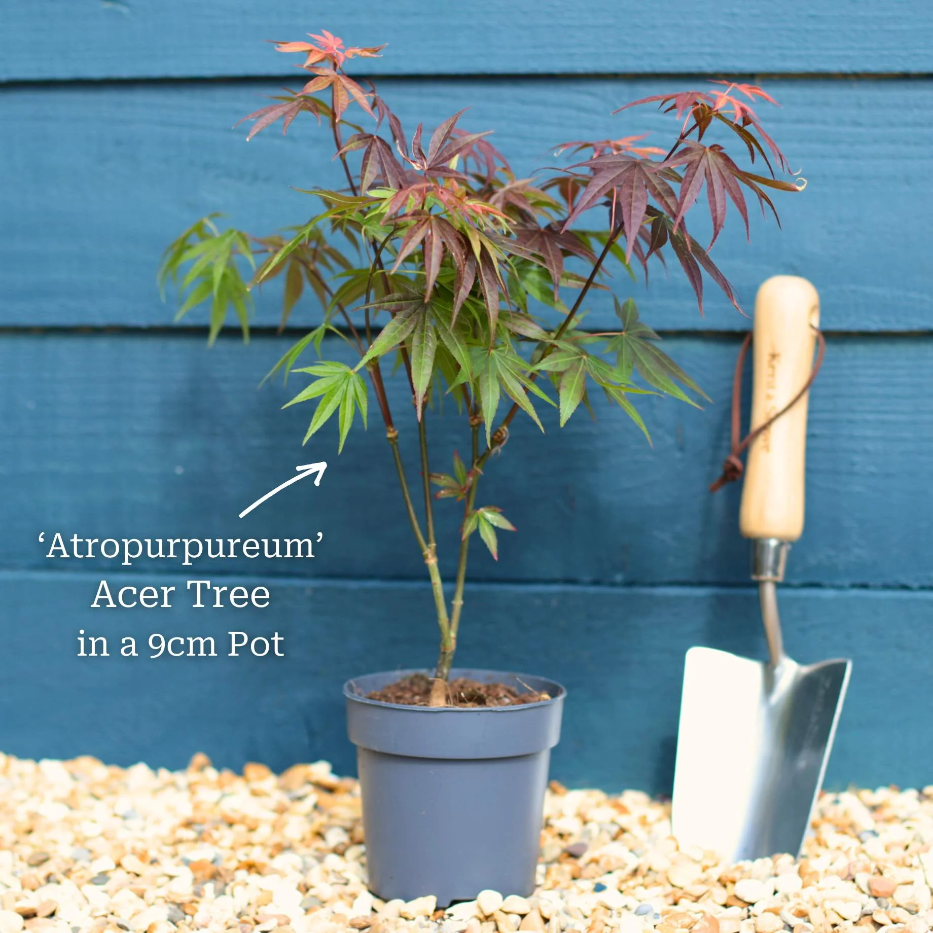Purple Japanese Maple Tree | Acer palmatum 'Atropurpureum' - Image 10
