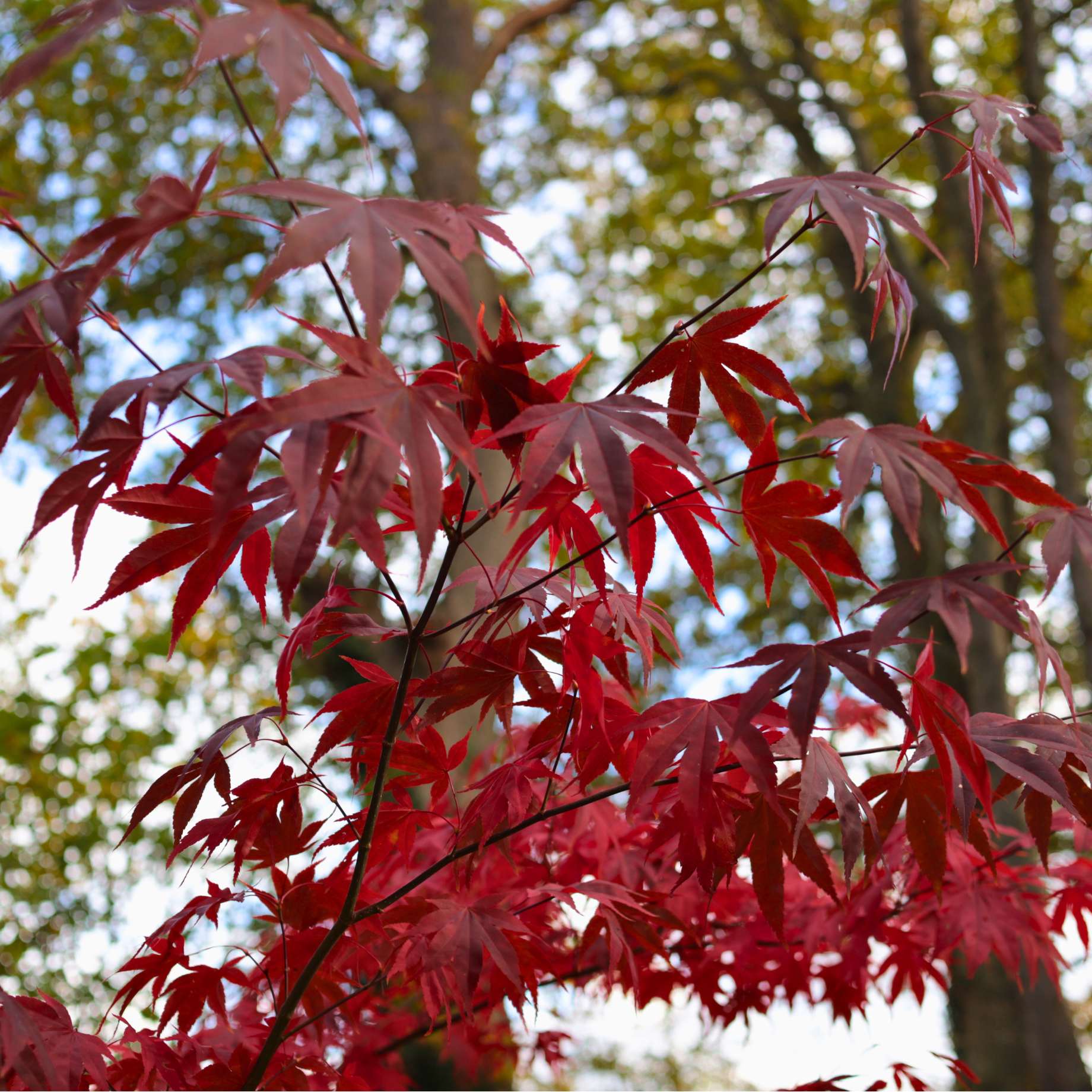 Purple Japanese Maple Tree | Acer palmatum 'Atropurpureum' - Image 11