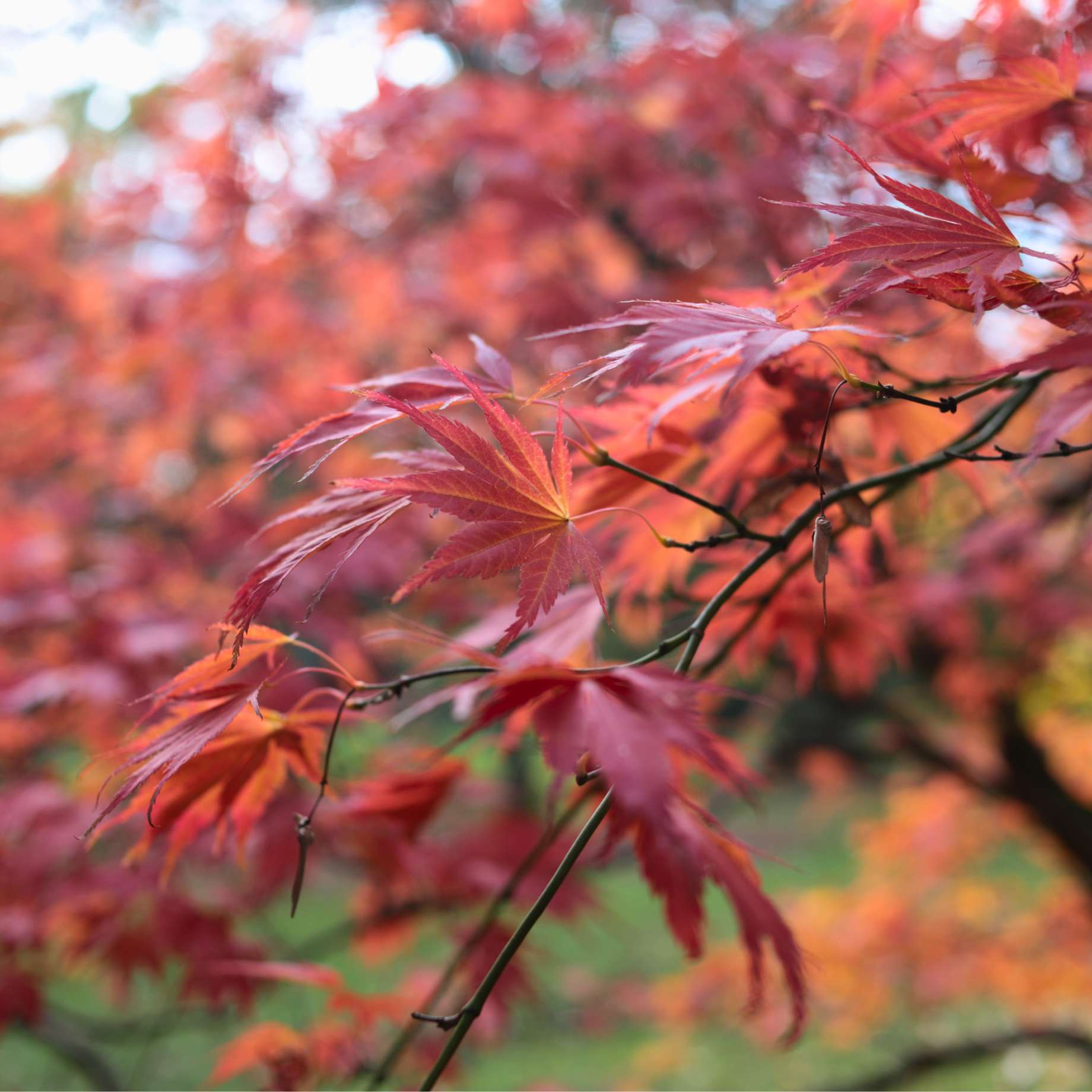 Purple Japanese Maple Tree | Acer palmatum 'Atropurpureum' - Image 2
