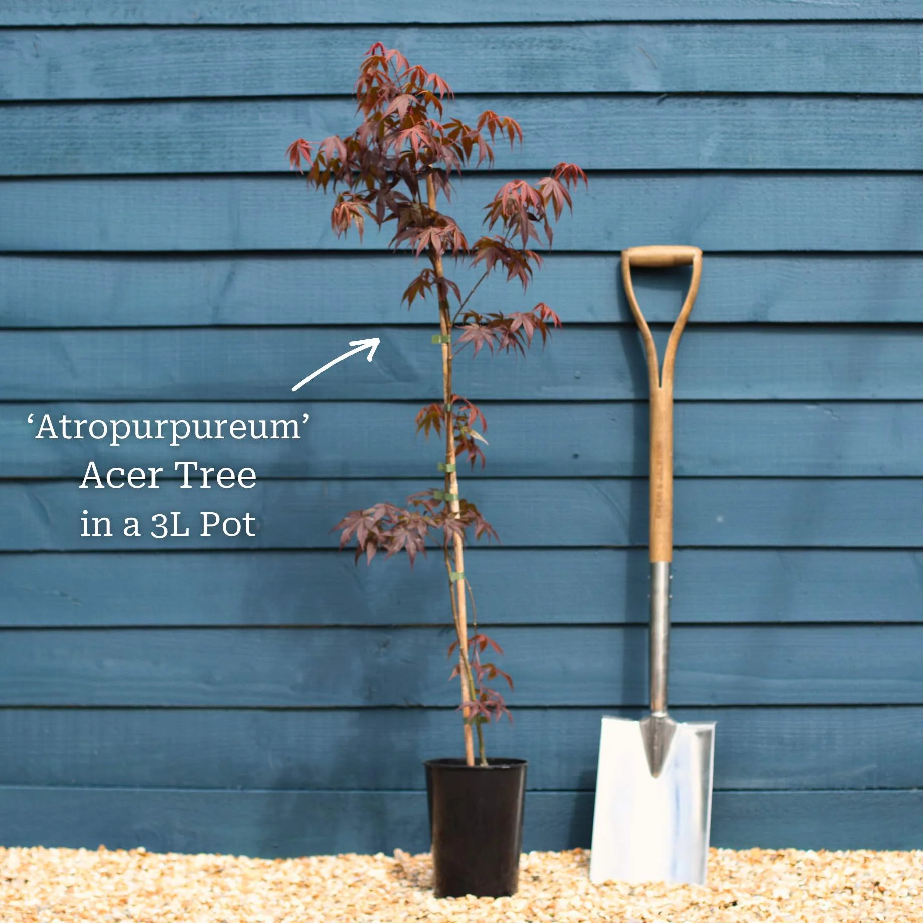 Purple Japanese Maple Tree | Acer palmatum 'Atropurpureum' - Image 4