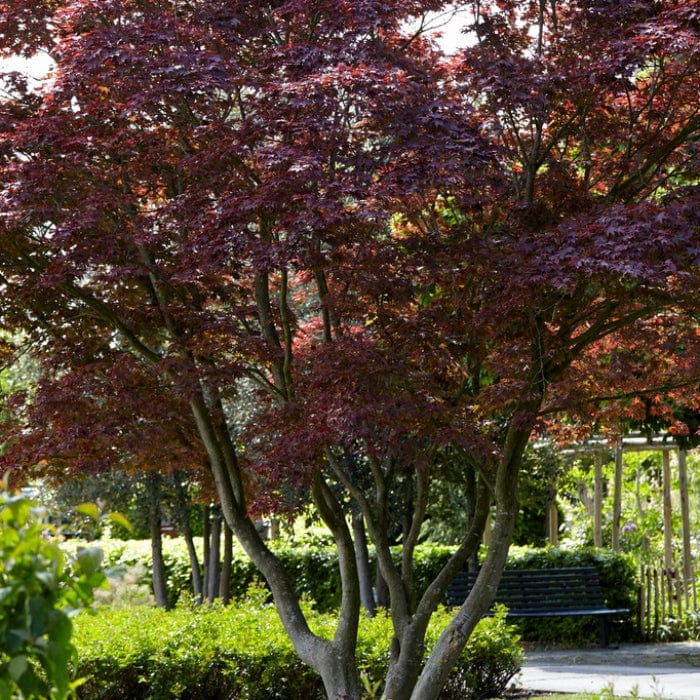 Purple Japanese Maple Tree | Acer palmatum 'Atropurpureum' - Image 5