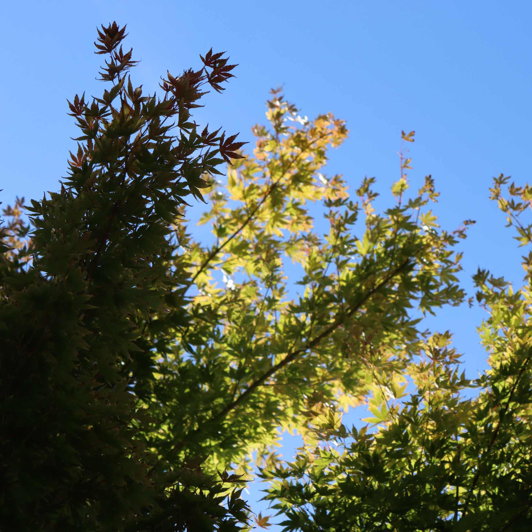 Purple Japanese Maple Tree | Acer palmatum 'Atropurpureum' - Image 6