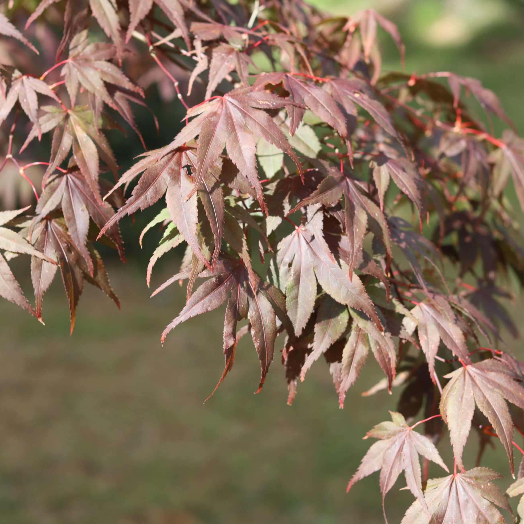 Purple Japanese Maple Tree | Acer palmatum 'Atropurpureum' - Image 7