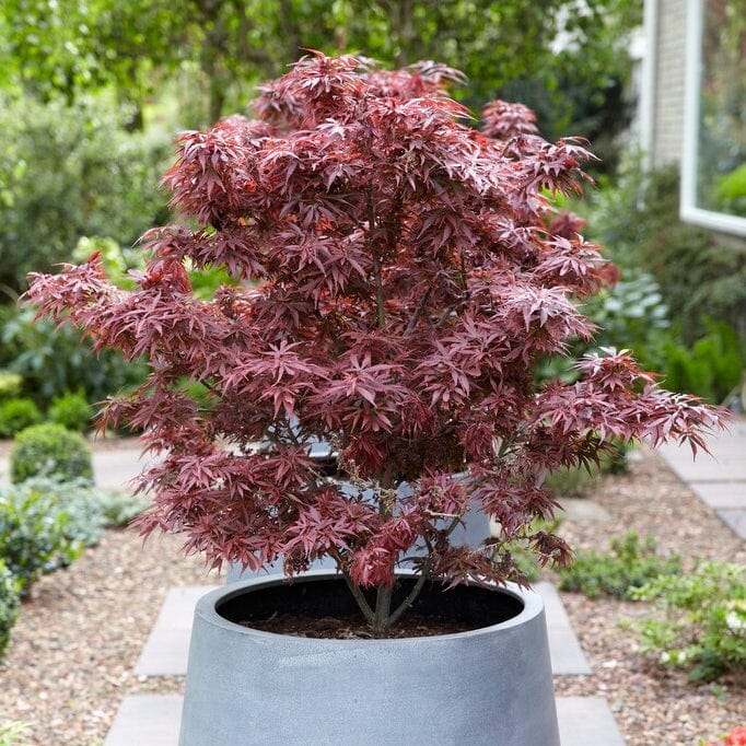 Purple Japanese Maple Tree | Acer palmatum 'Atropurpureum' - Image 8