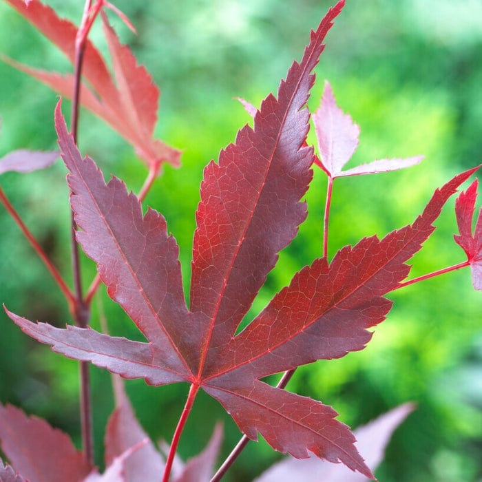 Purple Japanese Maple Tree | Acer palmatum 'Atropurpureum' - Image 9
