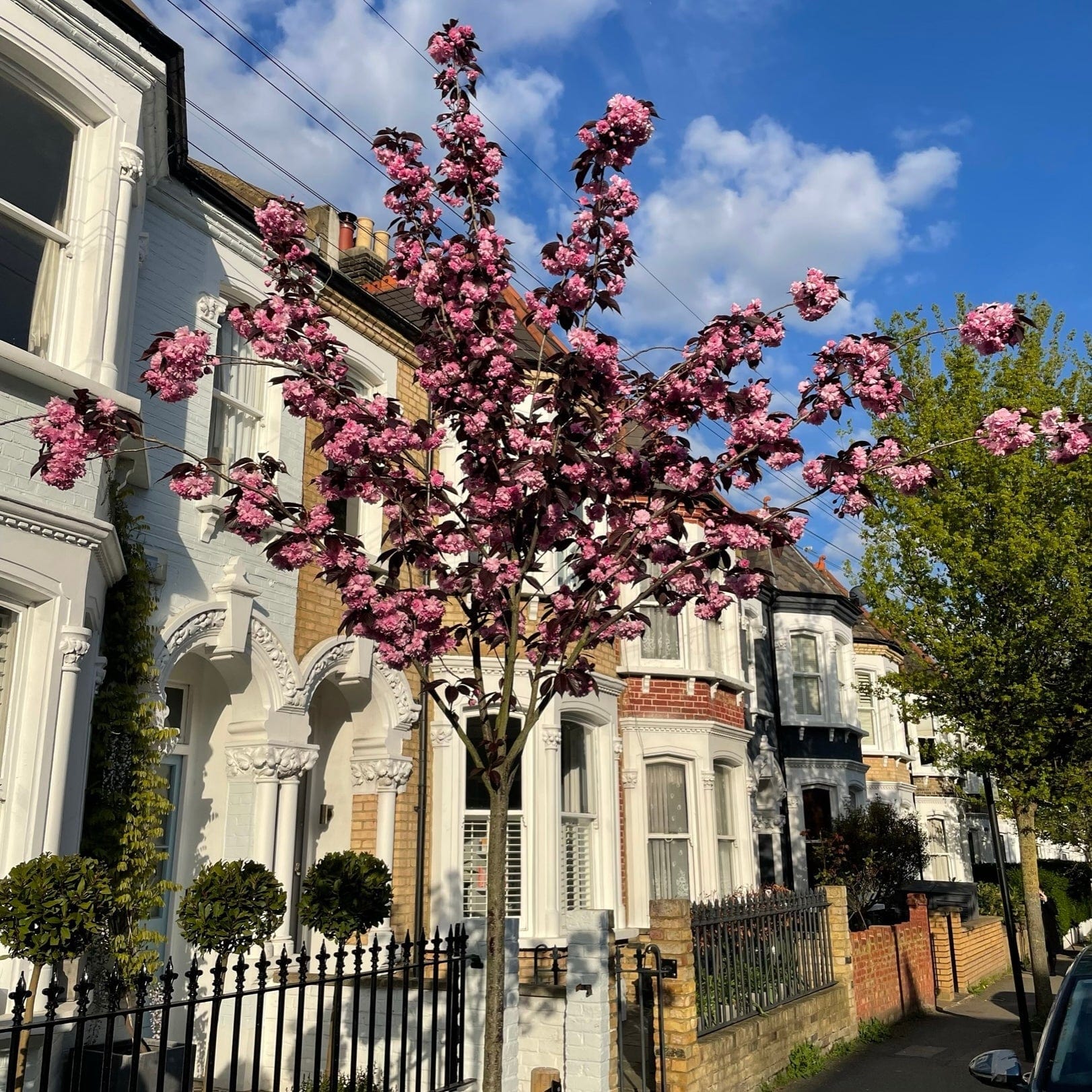 Purple Leaf Cherry Blossom Tree | Prunus serrulata 'Royal Burgundy'