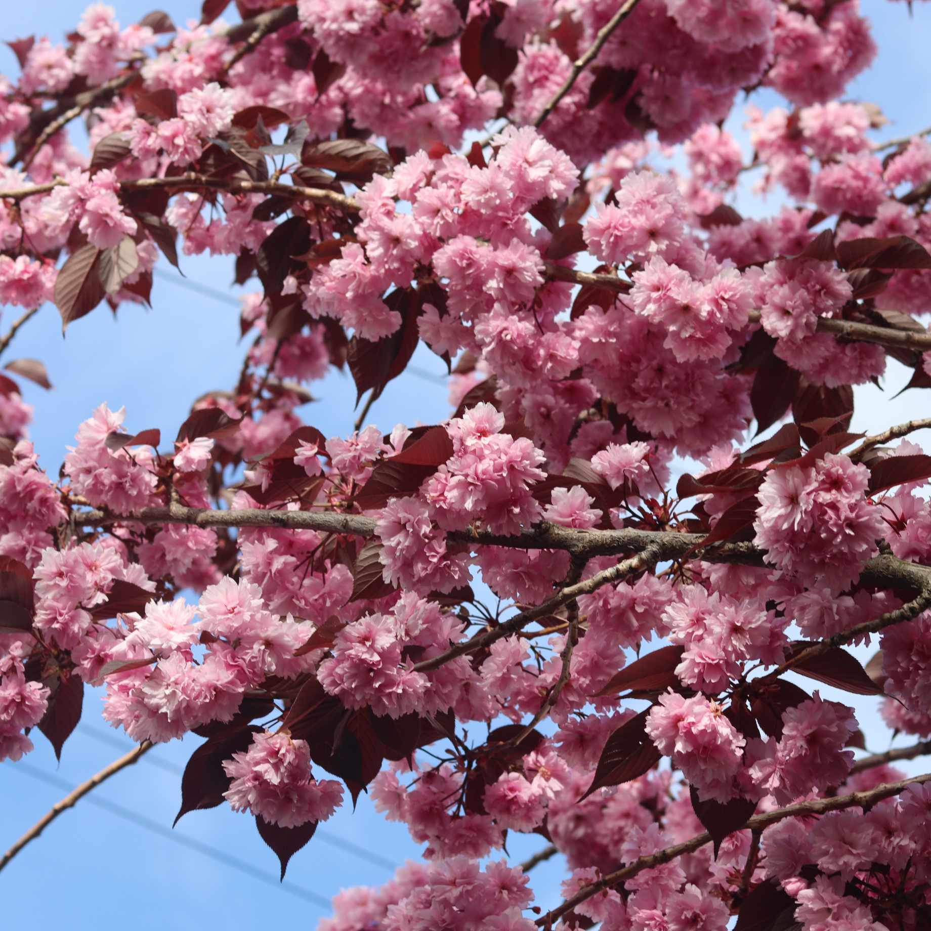 Purple Leaf Cherry Blossom Tree | Prunus serrulata 'Royal Burgundy' - Image 2