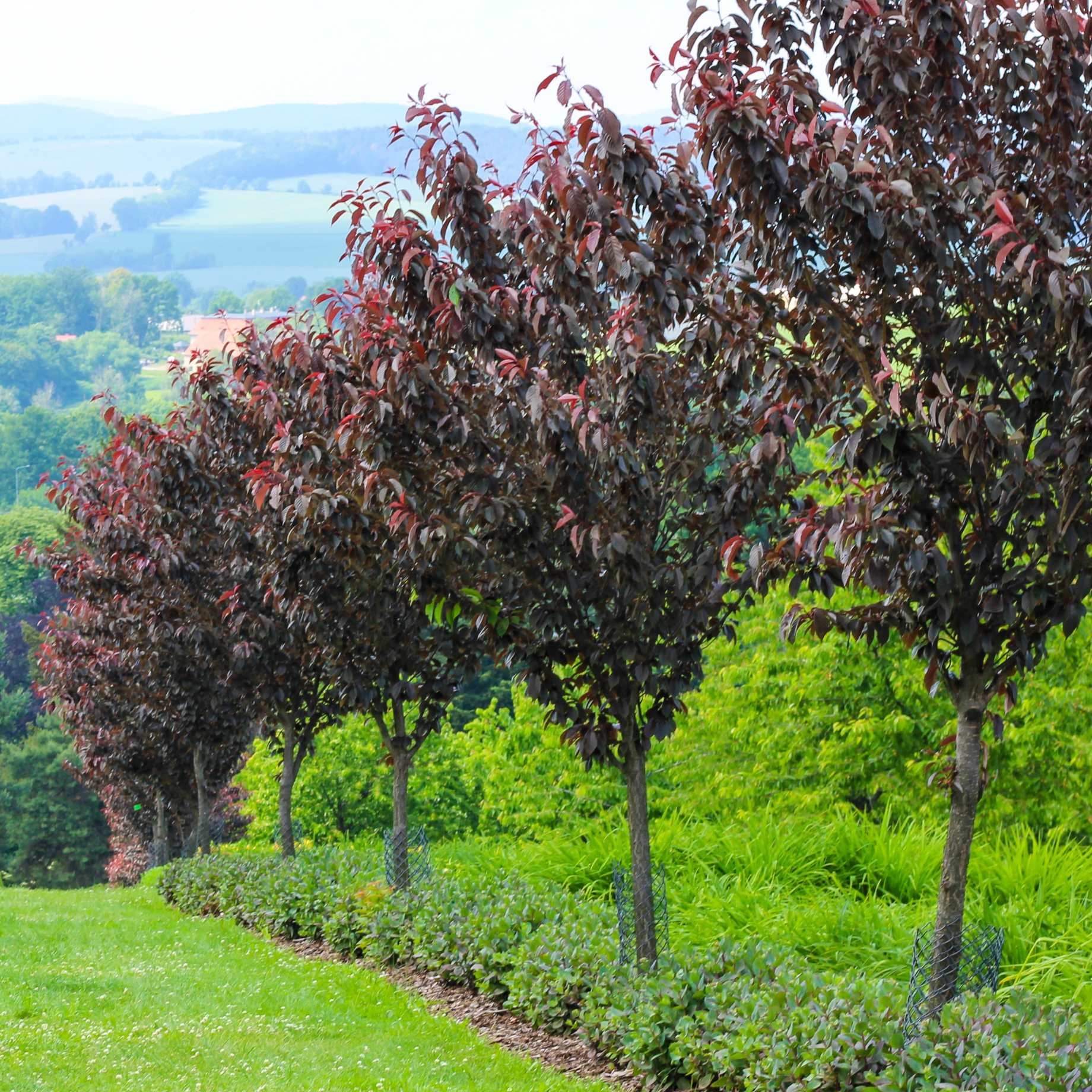 Purple Leaf Cherry Blossom Tree | Prunus serrulata 'Royal Burgundy' - Image 3