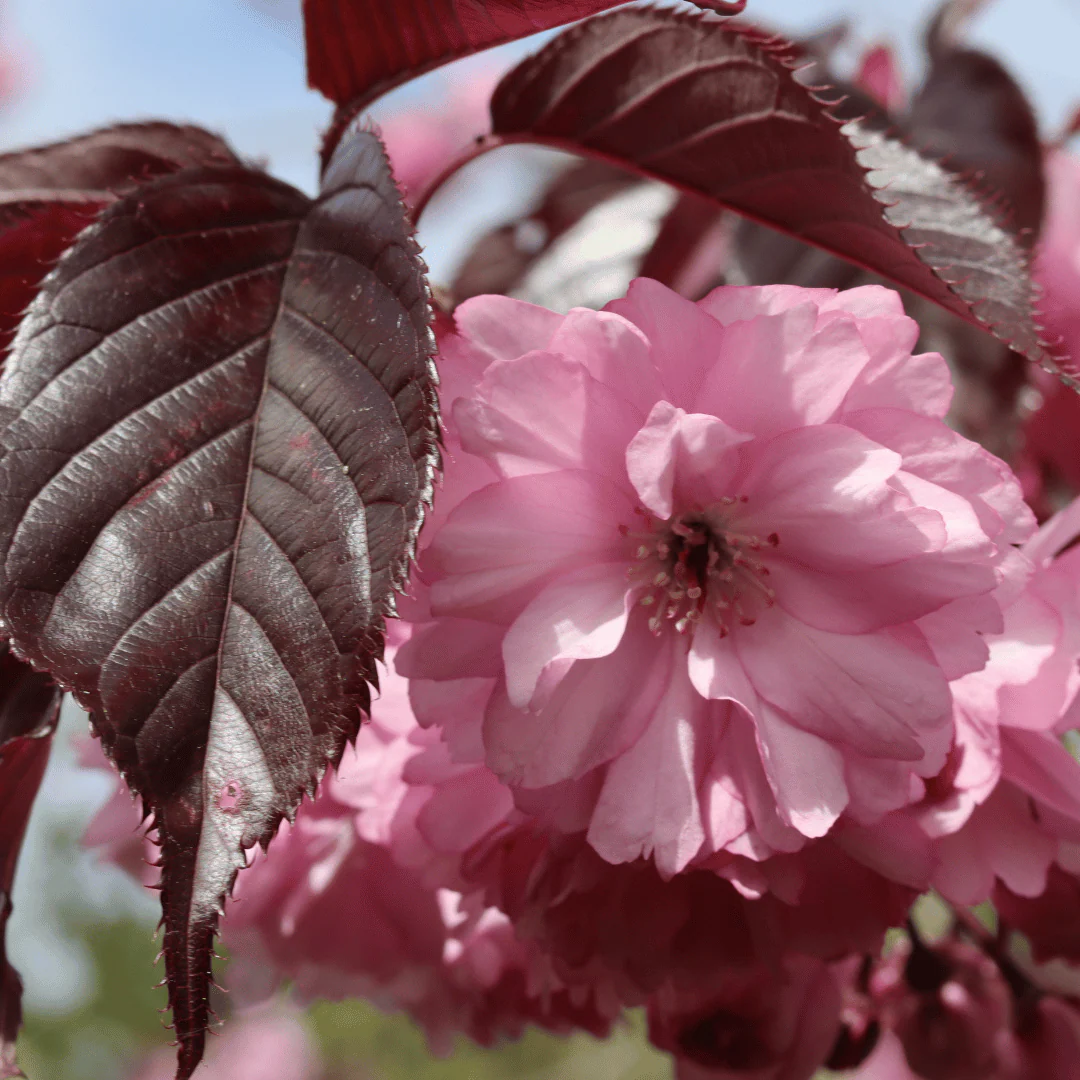 Purple Leaf Cherry Blossom Tree | Prunus serrulata 'Royal Burgundy' - Image 4
