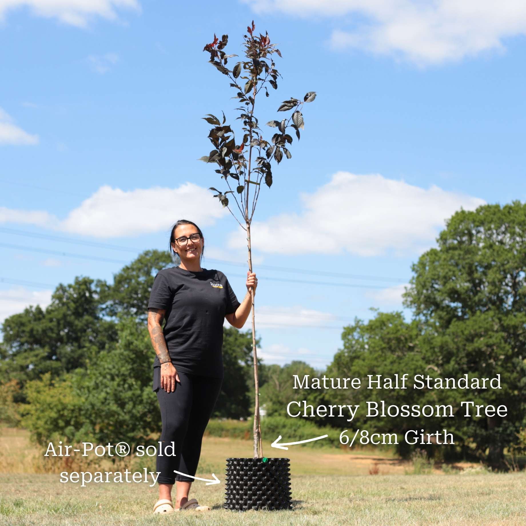 Purple Leaf Cherry Blossom Tree | Prunus serrulata 'Royal Burgundy' - Image 5