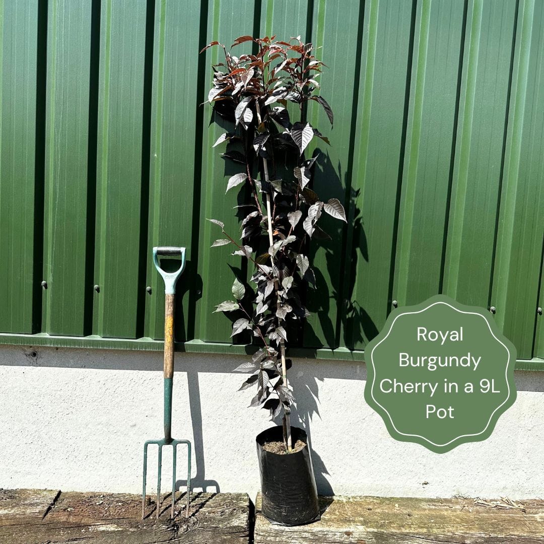 Purple Leaf Cherry Blossom Tree | Prunus serrulata 'Royal Burgundy' - Image 6