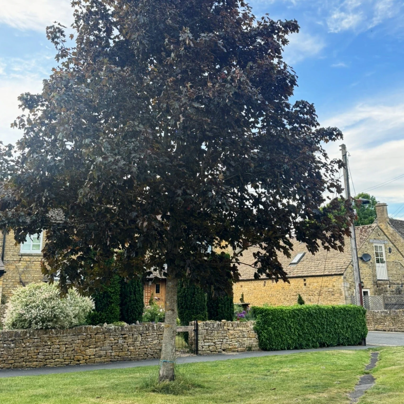 'Crimson King' Purple-Leaved Maple Tree