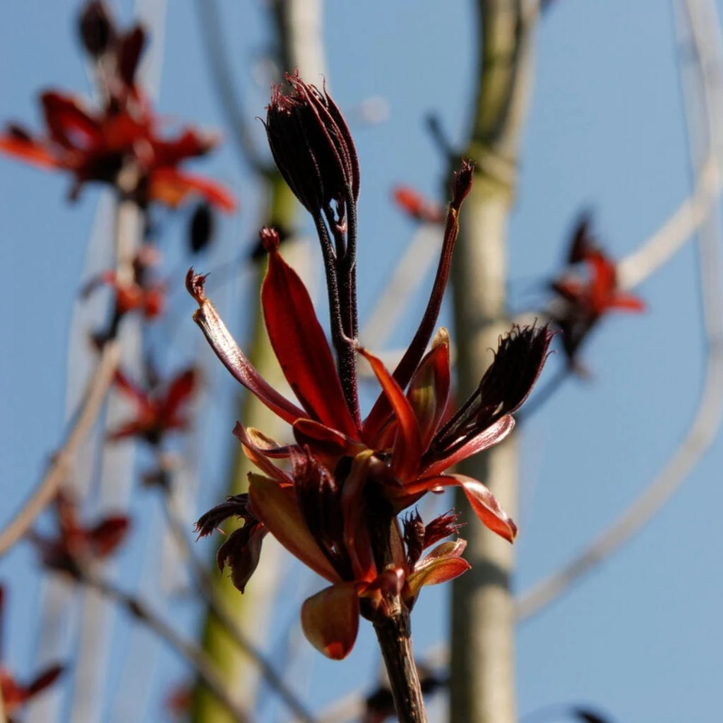 'Crimson King' Purple-Leaved Maple Tree - Image 2