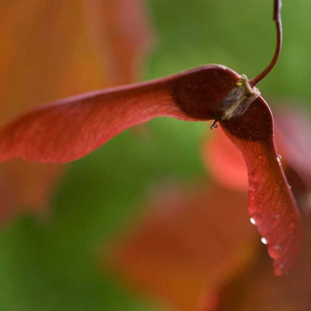 'Crimson King' Purple-Leaved Maple Tree - Image 3