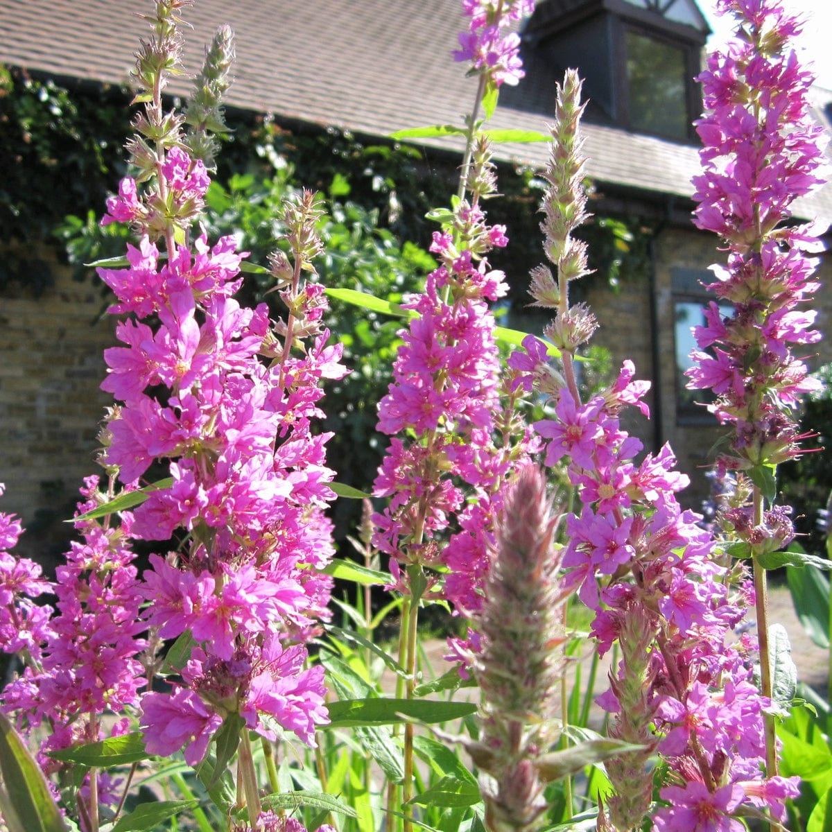 Purple Loosestrife | Lythrum salicaria - Image 2