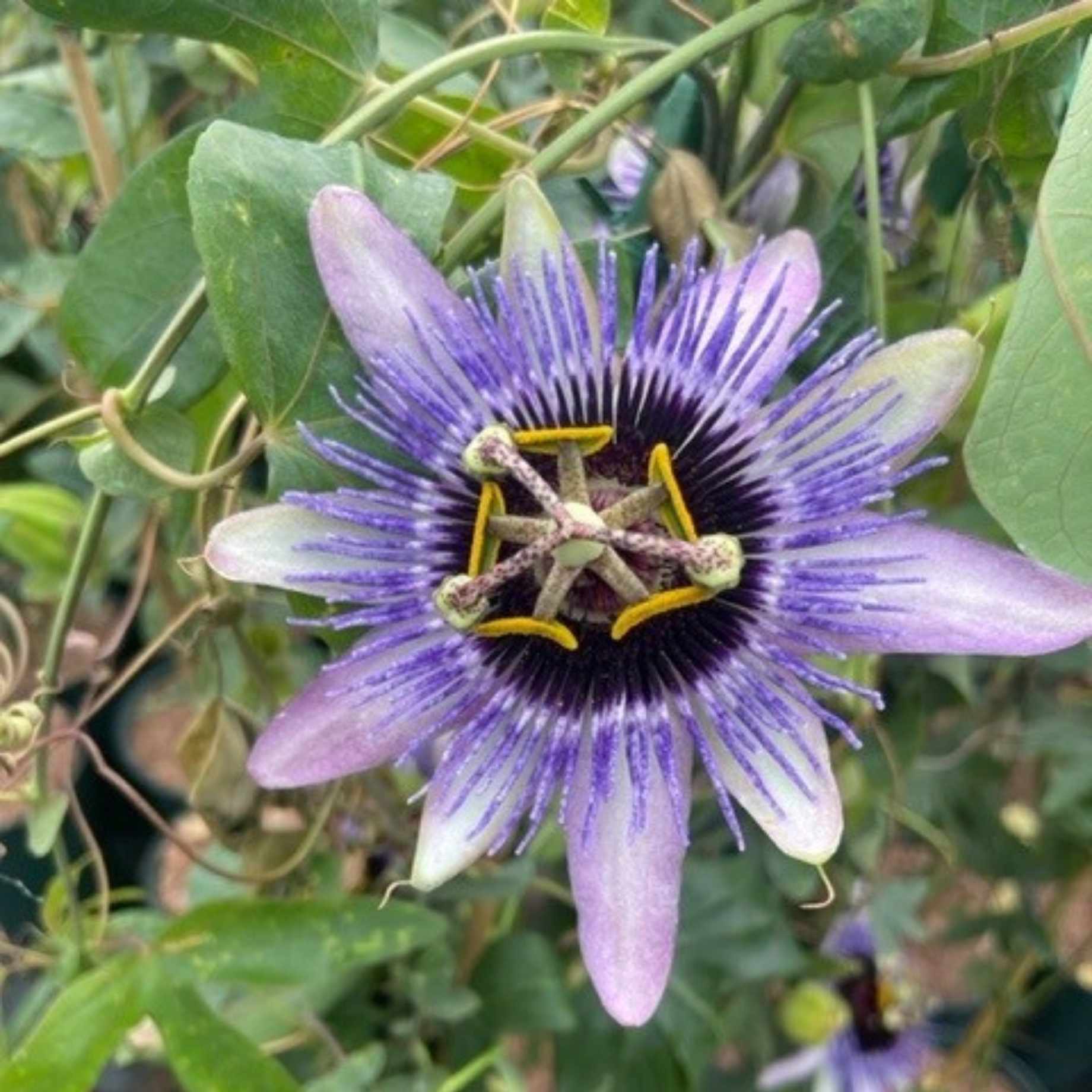 Purple Passion Flower | Passiflora 'Damsel's Delight'