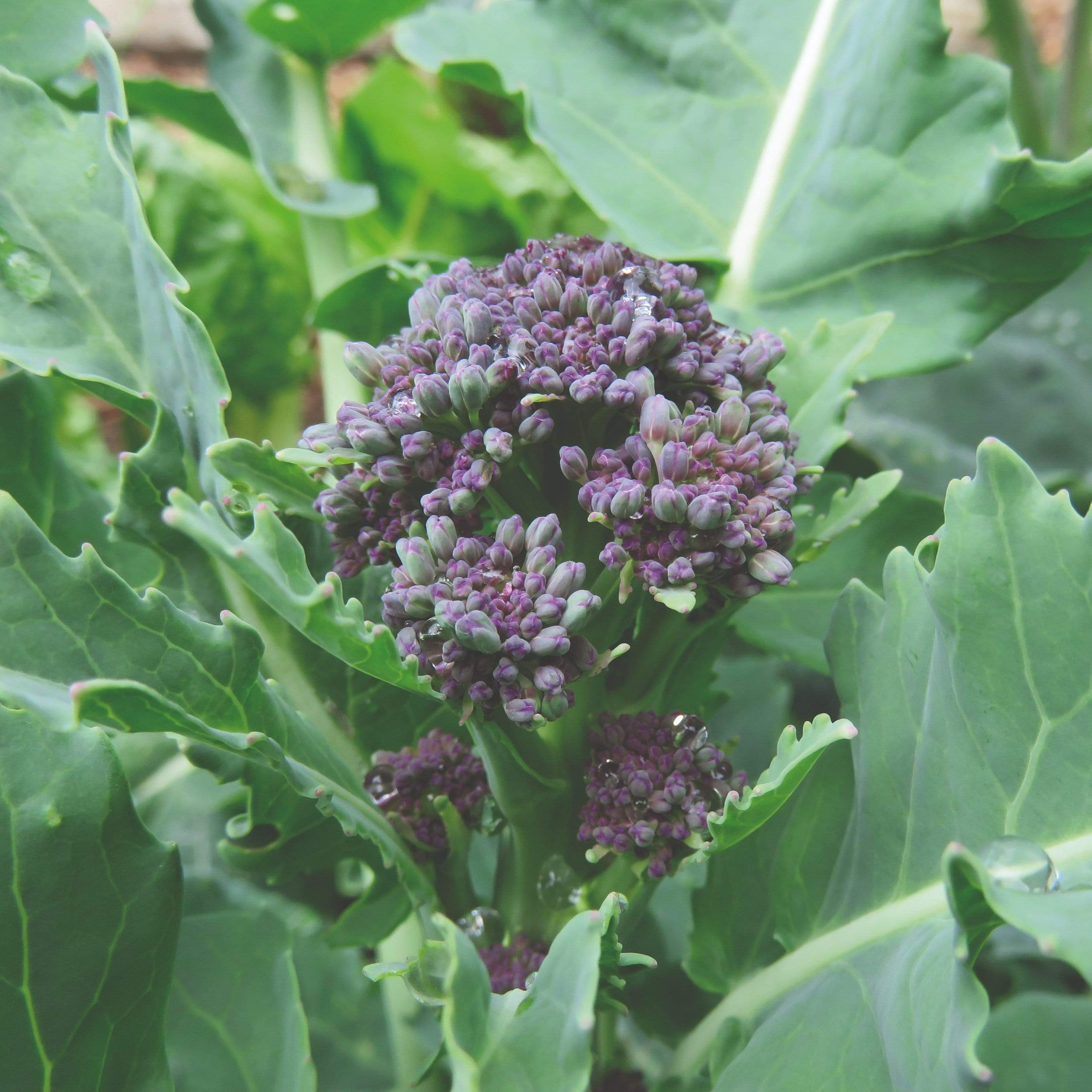 Purple Sprouting Broccoli Plants - Image 3