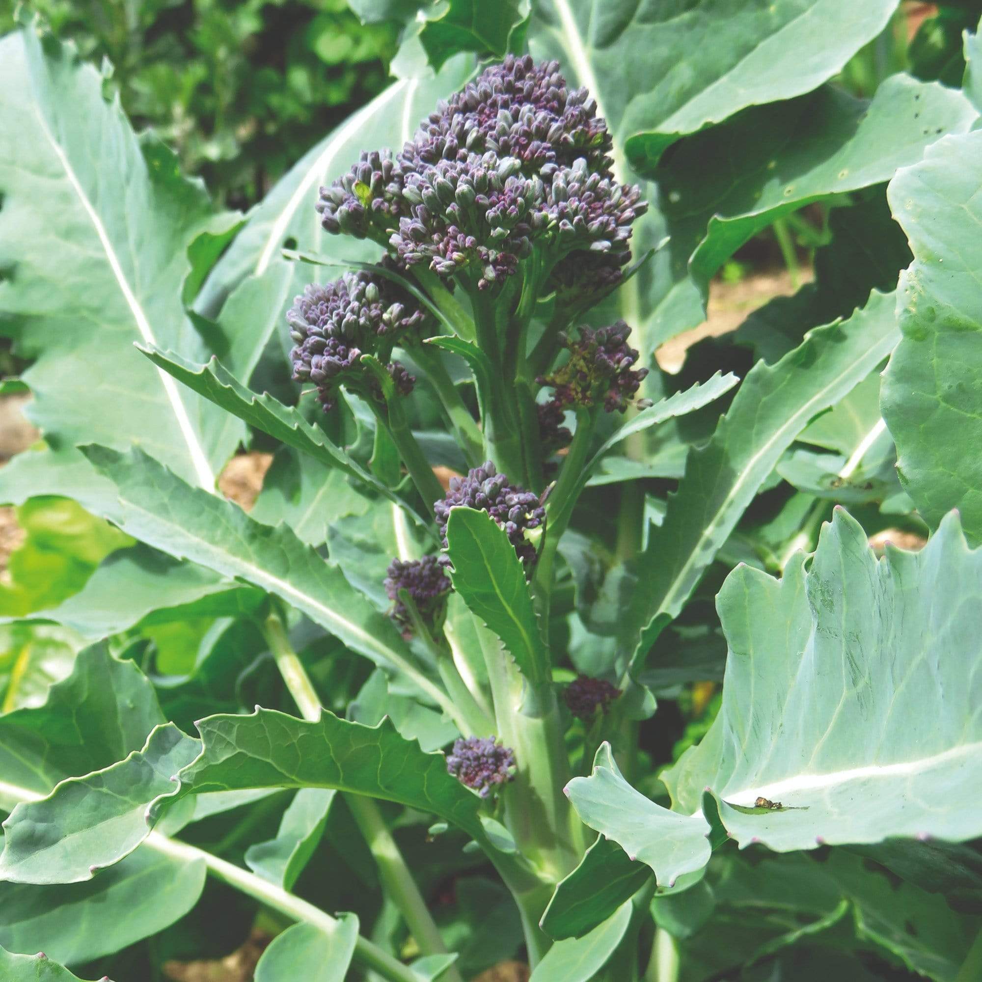 Purple Sprouting Broccoli Plants - Image 4
