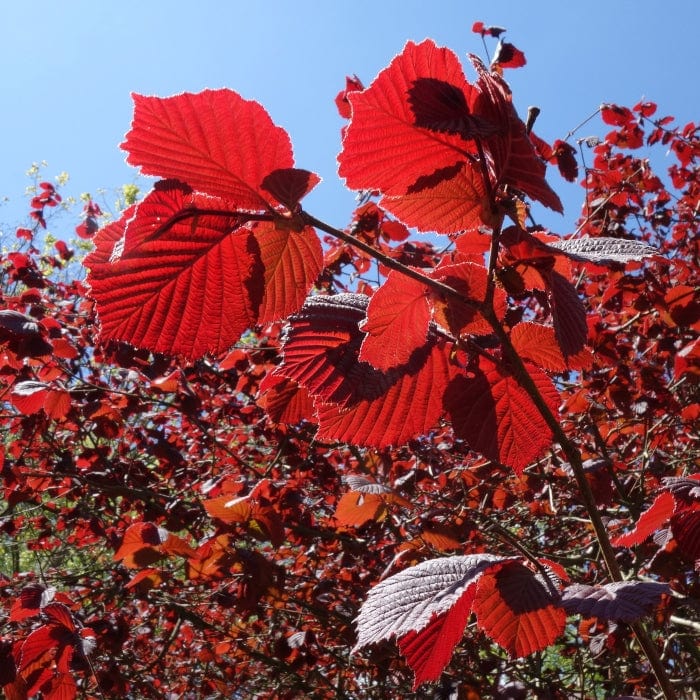 Purple Hazelnut Tree | Corylus maxima 'Purpurea' - Image 4